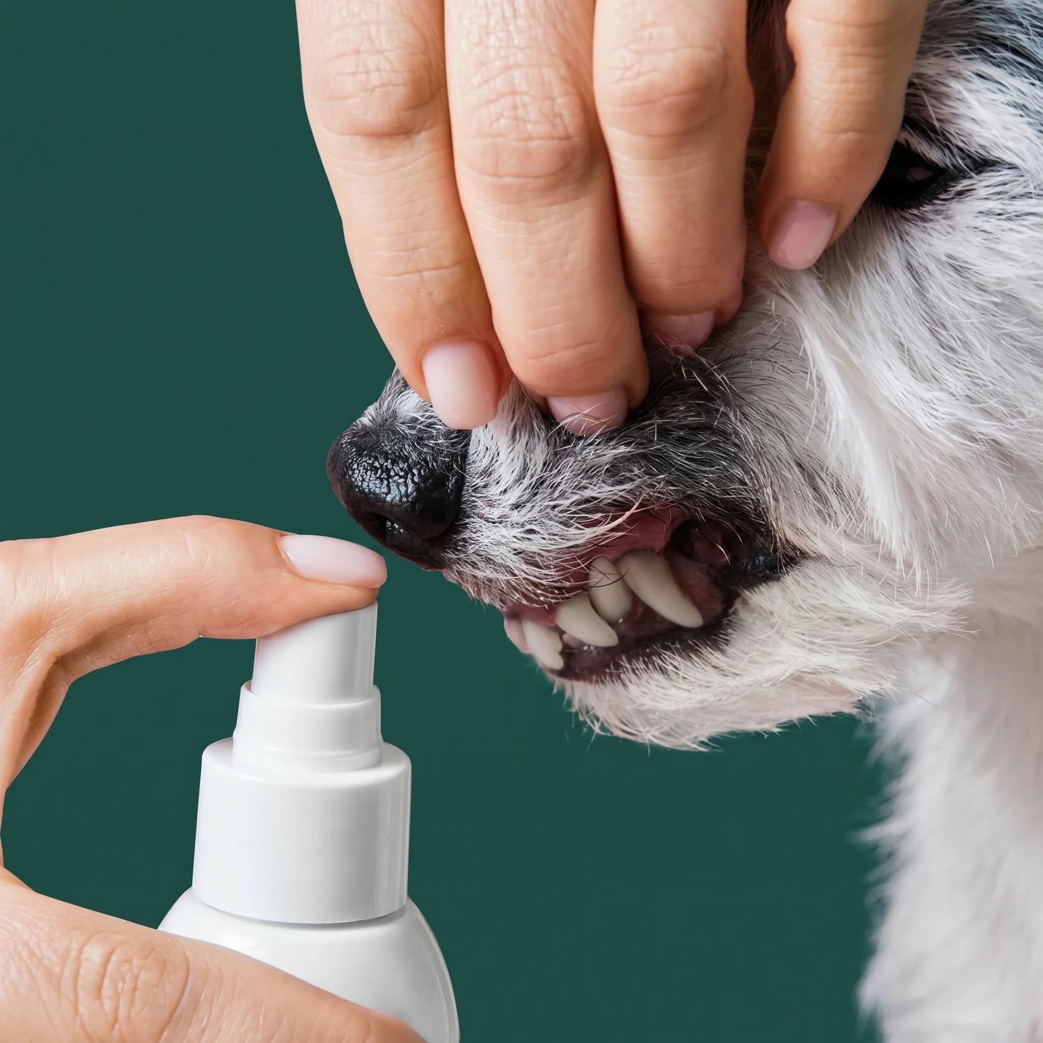 PeluxDental - Spray Dental Antisarro para Perros