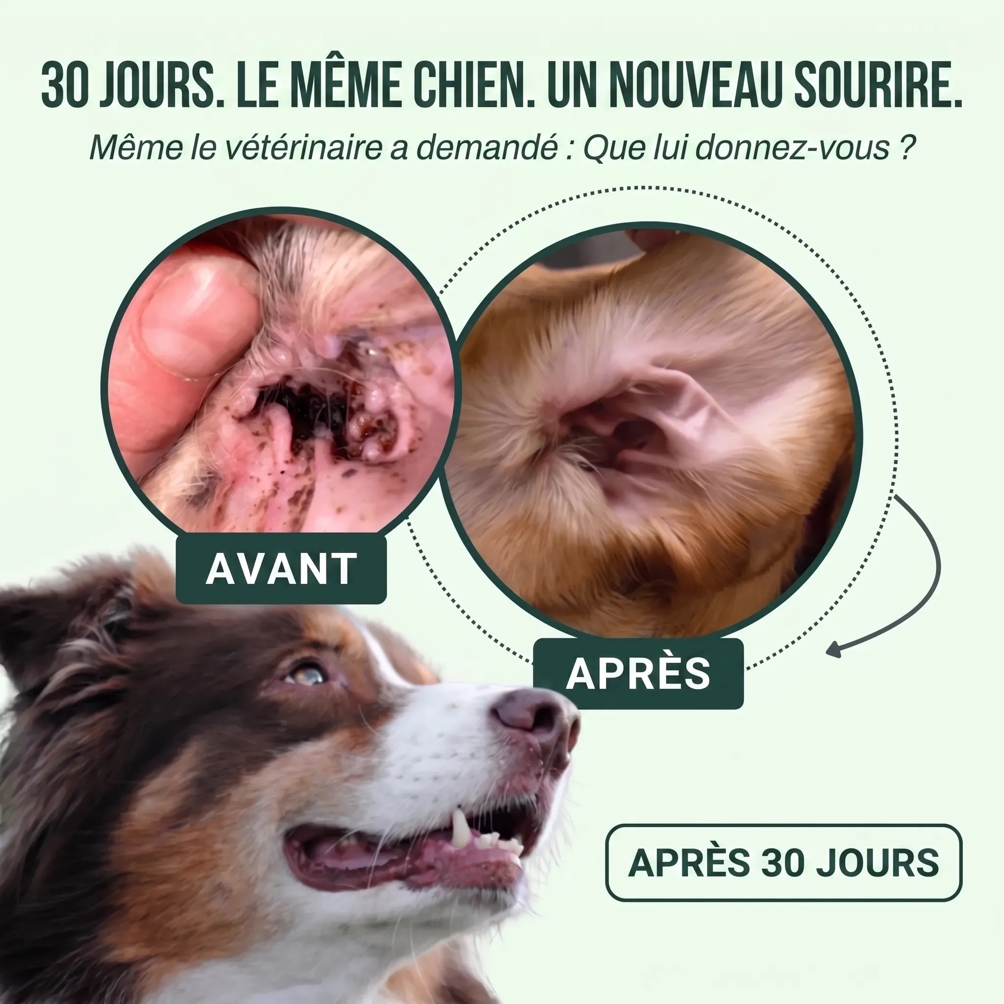 Pelux Auricular - Nettoyant Auriculaire pour Chiens
